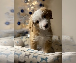 Aussiedoodle Puppy for sale in VIRGINIA BEACH, VA, USA