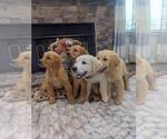 Small #1 Golden Retriever