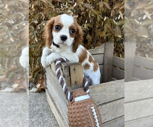 Medium Cavalier King Charles Spaniel