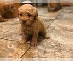 Small Photo #5 Goldendoodle Puppy For Sale in LIMA, OH, USA