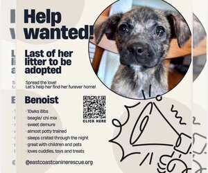 Beagle-Chihuahua Mix Dogs for adoption in pomfret, CT, USA