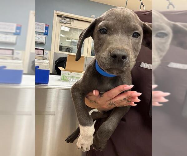 Medium Photo #1 Mutt Puppy For Sale in Riverside, CA, USA