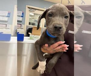 Mutt Dogs for adoption in Riverside, CA, USA