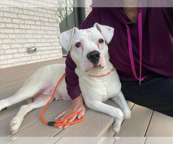 Medium Photo #4 American Pit Bull Terrier-Unknown Mix Puppy For Sale in Germantown, OH, USA