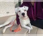 Small #3 American Pit Bull Terrier Mix