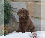 Small Photo #1 Labrador Retriever Puppy For Sale in EPHRATA, PA, USA