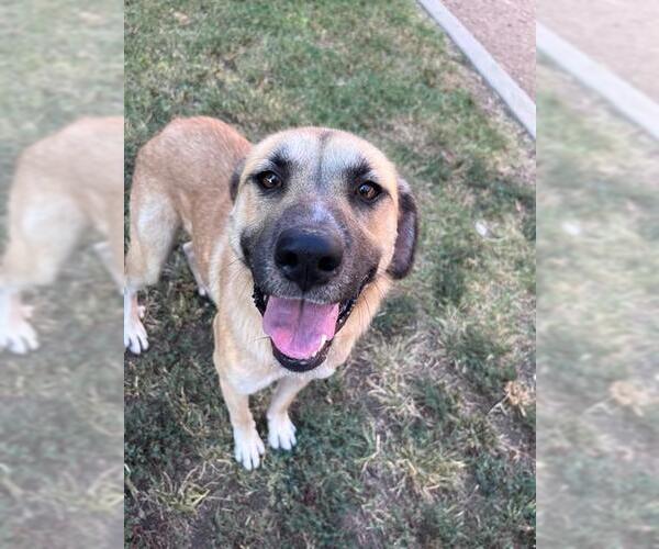 Medium Photo #1 Anatolian Shepherd-Unknown Mix Puppy For Sale in Plano, TX, USA