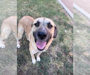 Anatolian Shepherd-Unknown Mix Dogs for adoption in Plano, TX, USA