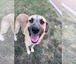 Small Anatolian Shepherd Mix
