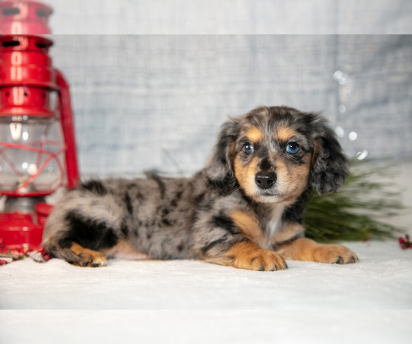 Medium Photo #1 Dachshund Puppy For Sale in GOSHEN, IN, USA