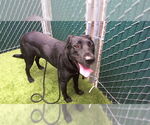 Small Labrador Retriever Mix