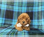 Small #4 Cavapoo (Miniature)