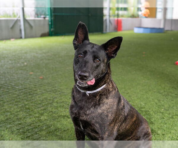Medium Photo #1 Mutt Puppy For Sale in Pasadena, CA, USA