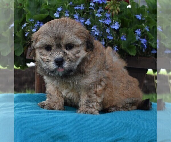 Medium Photo #2 Mal-Shi Puppy For Sale in NARVON, PA, USA