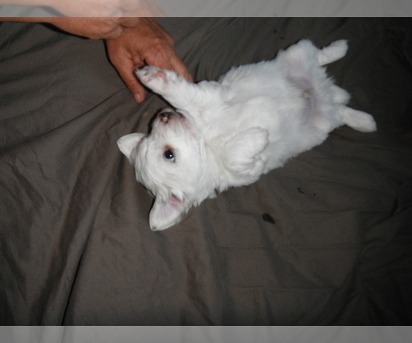 Medium Photo #11 Coton de Tulear Puppy For Sale in COLUMBIA, MO, USA