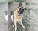 Small #1 German Shepherd Dog
