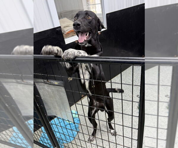 Medium Photo #4 Mutt Puppy For Sale in Osgood, IN, USA