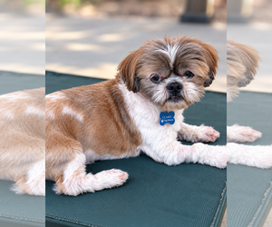 Archie - Male Shih Tzu-Unknown Mix Dog for Adoption - Photo #3