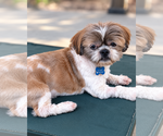 Small Photo #3 Shih Tzu-Unknown Mix Puppy For Sale in Corona, CA, USA