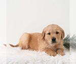 Small #3 Golden Retriever