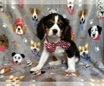 Small Photo #1 Cavalier King Charles Spaniel Puppy For Sale in LAKELAND, FL, USA