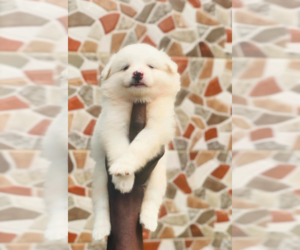 American Eskimo Dog-Papimo Mix Puppy for sale in NEW YORK, NY, USA