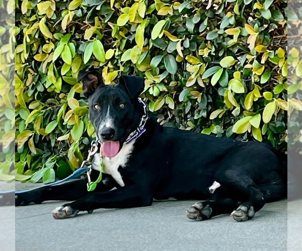 Medium Photo #2 Labrador Retriever-Unknown Mix Puppy For Sale in San Diego, CA, USA