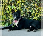 Small #1 Labrador Retriever Mix