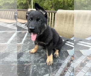 German Shepherd Dog Litter for sale in CORNELL, IL, USA