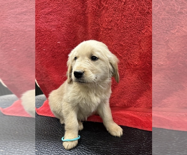 Medium Photo #1 Golden Retriever Puppy For Sale in SENATOBIA, MS, USA