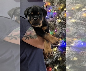Rottweiler Puppy for sale in DURAND, IL, USA