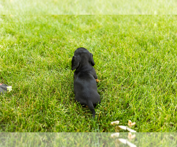 Medium Photo #5 Dachshund Puppy For Sale in MILFORD, IN, USA