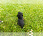 Small #4 Dachshund