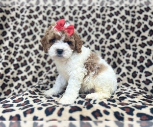 Cavapoo Puppy for sale in LAKELAND, FL, USA