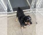 Small #3 Mutt