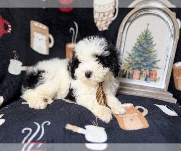 Medium Photo #7 YorkiePoo Puppy For Sale in LAKELAND, FL, USA