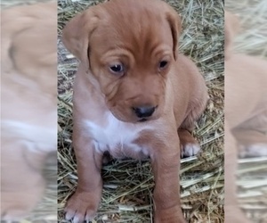 Basset Retriever-Labradoodle Mix Puppy for sale in LEETONIA, OH, USA