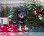 Puppy 4 Mutt-Schnauzer (Miniature) Mix