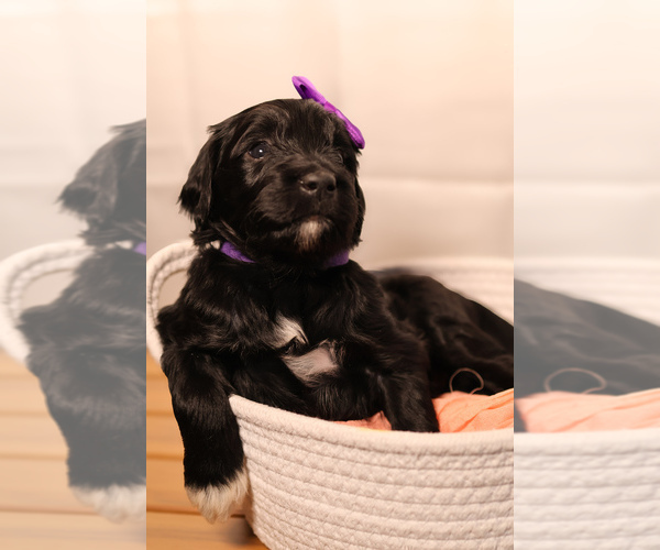 Medium Photo #4 Goldendoodle Puppy For Sale in MIAMI, FL, USA