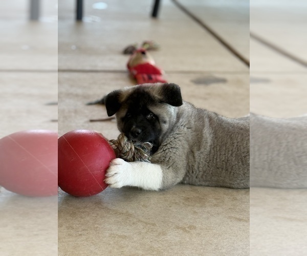Medium Photo #8 Akita Puppy For Sale in TEHACHAPI, CA, USA
