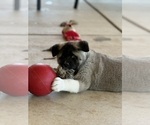 Small #7 Akita