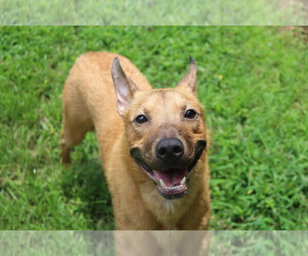 Medium Photo #3 Mutt Puppy For Sale in Jackson, MS, USA