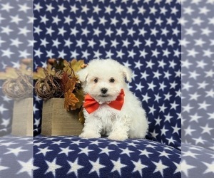 Maltese Puppy for sale in OXFORD, PA, USA