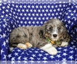 Small Photo #4 Bernedoodle (Miniature) Puppy For Sale in RISING SUN, MD, USA