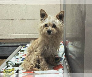 Mutt Dogs for adoption in Martinez, CA, USA
