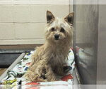 Small Mutt