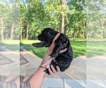 Small Photo #11 Golden Mountain Doodle  Puppy For Sale in BROKEN ARROW, OK, USA