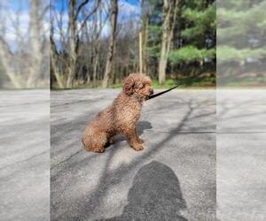 Father of the Goldendoodle (Miniature) puppies born on 04/22/2026