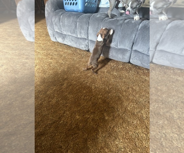 Medium Photo #20 Boston Terrier Puppy For Sale in ATWOOD, OK, USA