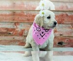 Small Photo #2 English Cream Golden Retriever-Poodle (Standard) Mix Puppy For Sale in KARLSTAD, MN, USA